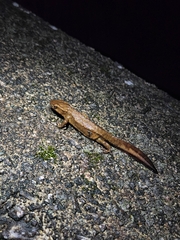 Paramesotriton hongkongensis