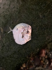 Selene setapinnis