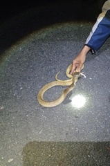 Naja sumatrana