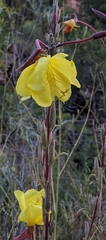 Oenothera longissima