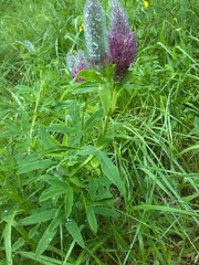 Trifolium rubens