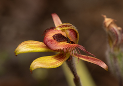 Caladenia discoidea