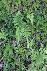 Christella acuminata