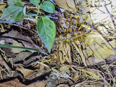 Thereuopoda clunifera