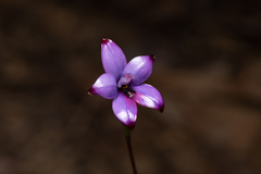 Elythranthera brunonis