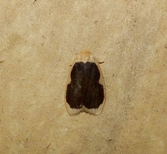 Pseudoblabes oophora