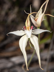 Caladenia × triangularis
