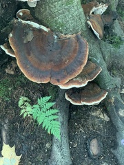 Ischnoderma resinosum