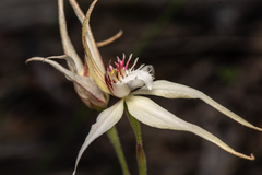 Caladenia × triangularis