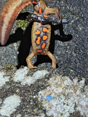 Paramesotriton hongkongensis