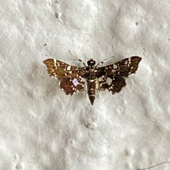 Diasemiodes