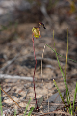 Caleana nigrita