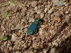 Cicindela duodecimguttata