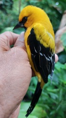 Icterus nigrogularis