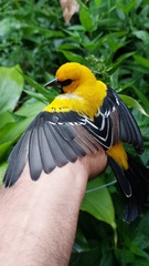 Icterus nigrogularis