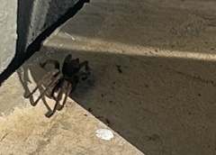 Aphonopelma steindachneri