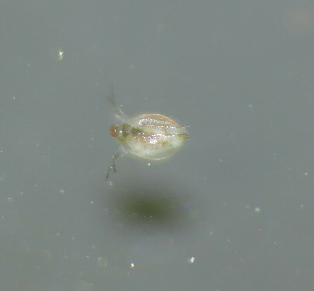 Scapholeberis microcephala