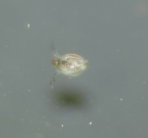 Scapholeberis microcephala