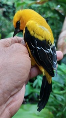 Icterus nigrogularis