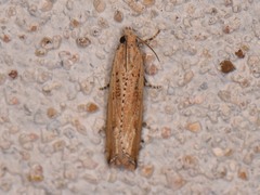 Bactra
