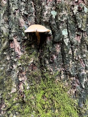 Ossicaulis lignatilis