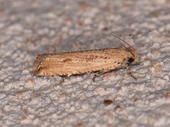 Bactra