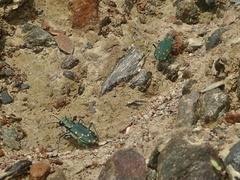 Cicindela duodecimguttata