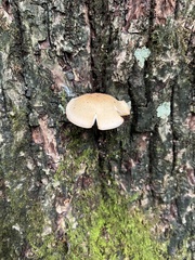 Ossicaulis lignatilis