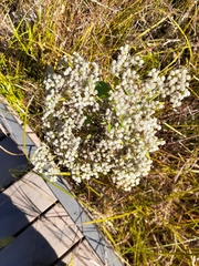 Eupatorium perfoliatum