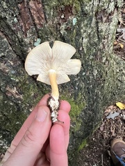 Ossicaulis lignatilis