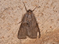 Melipotis jucunda