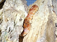 Pantherophis guttatus
