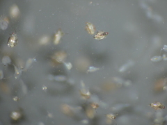 Scapholeberis microcephala