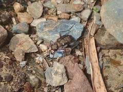 Cicindela duodecimguttata