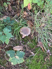 Amanita rubescens