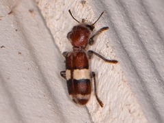 Enoclerus quadrisignatus