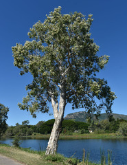 Melaleuca leucadendra