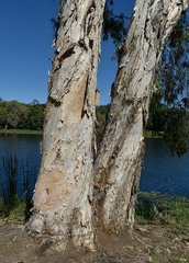 Melaleuca leucadendra