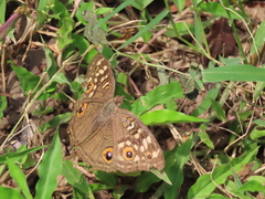 Junonia lemonias