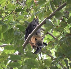 Pteropus seychellensis comorensis