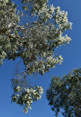Melaleuca leucadendra