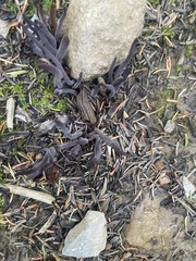 Alloclavaria purpurea