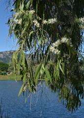 Melaleuca leucadendra