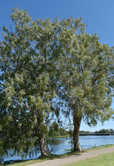 Melaleuca leucadendra