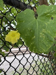 Luffa aegyptiaca