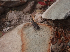 Cicindela duodecimguttata