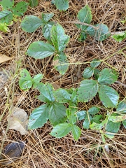 Rubus hispidus