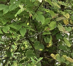 Melioides