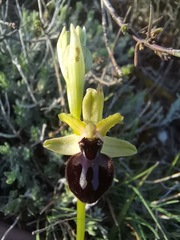 Ophrys sphegodes passionis