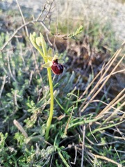Ophrys sphegodes passionis